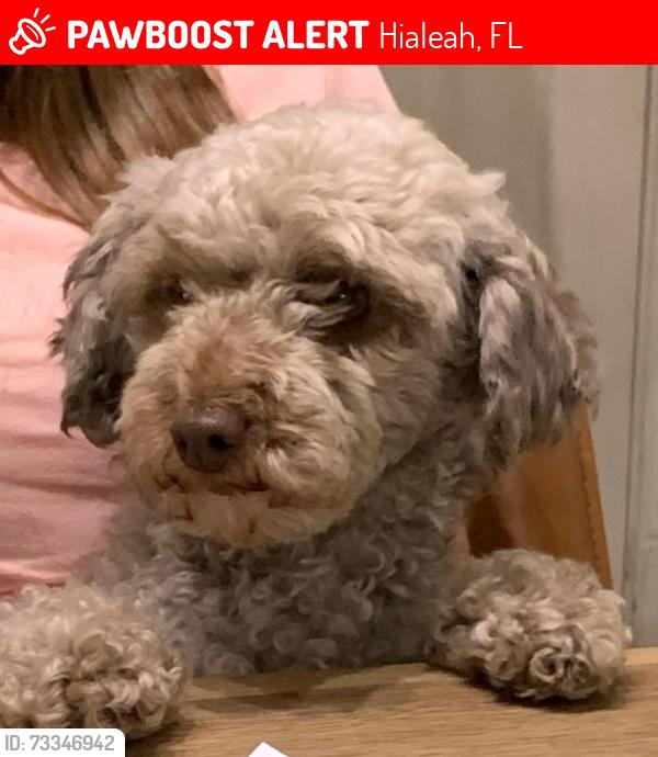 Lost Female Dog last seen Near w 74 st Hialeah Miami Florida 33014, Hialeah, FL 33014