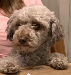 Lost Female Dog last seen Near w 74 st Hialeah Miami Florida 33014, Hialeah, FL 33014