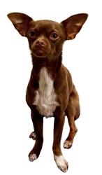 Lost Male Dog last seen Near Talley Rd - Alamo Ranch - Culebra, San Antonio, TX 78253