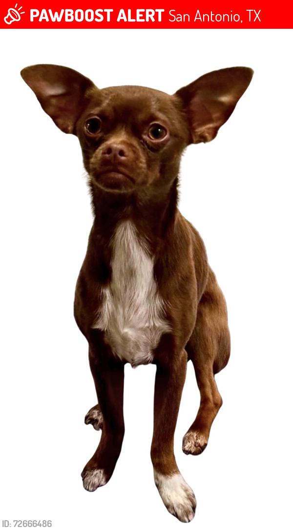 Lost Male Dog last seen Near Talley Rd - Alamo Ranch - Culebra, San Antonio, TX 78253