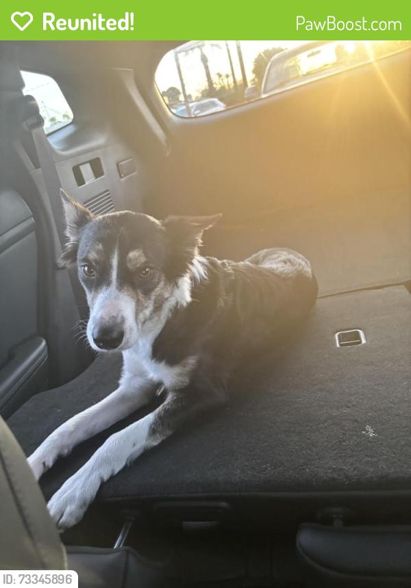 Reunited Female Dog last seen Phoenix college, Phoenix, AZ 85015