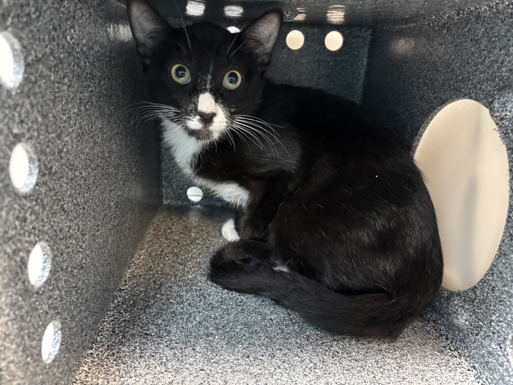Shelter Stray Male Cat last seen NEW YORK, NY, 10029, 326 E 110th St, New York, NY 10029, USA