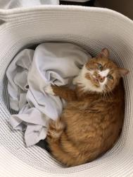 Lost Male Cat last seen Valley Rd, Two Harbors, MN 55616