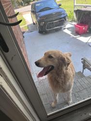Found/Stray Male Dog last seen Greenville, NC, Pitt County, NC 27834
