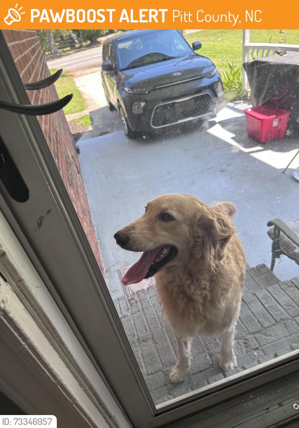 Found/Stray Male Dog last seen Greenville, NC, Pitt County, NC 27834