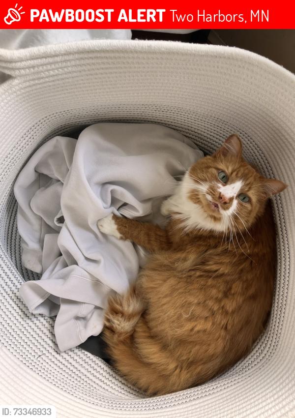 Lost Male Cat last seen Valley Rd, Two Harbors, MN 55616