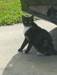 Lost Male Cat last seen Belleview hills ests 140th place, Marion County, FL 34491