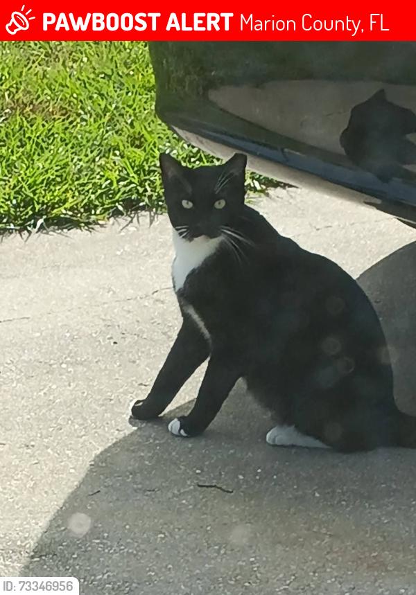 Lost Male Cat last seen Belleview hills ests 140th place, Marion County, FL 34491