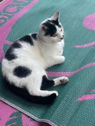 Lost Female Cat last seen Durham Drive, Near the Local One stop, West Midlands, England B71 1HS