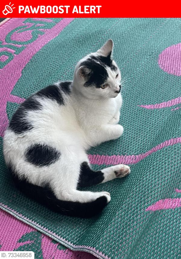 Lost Female Cat last seen Durham Drive, Near the Local One stop, West Midlands, England B71 1HS