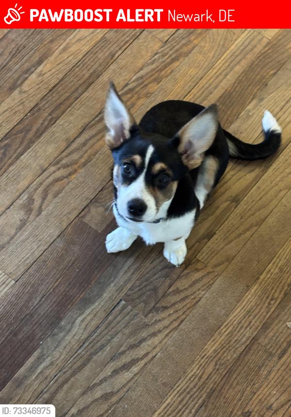 Lost Male Dog last seen Elkton rd, Newark, DE 19711