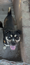 Found/Stray Male Dog last seen Colony rd & Dana St, La Mesa, CA 91942