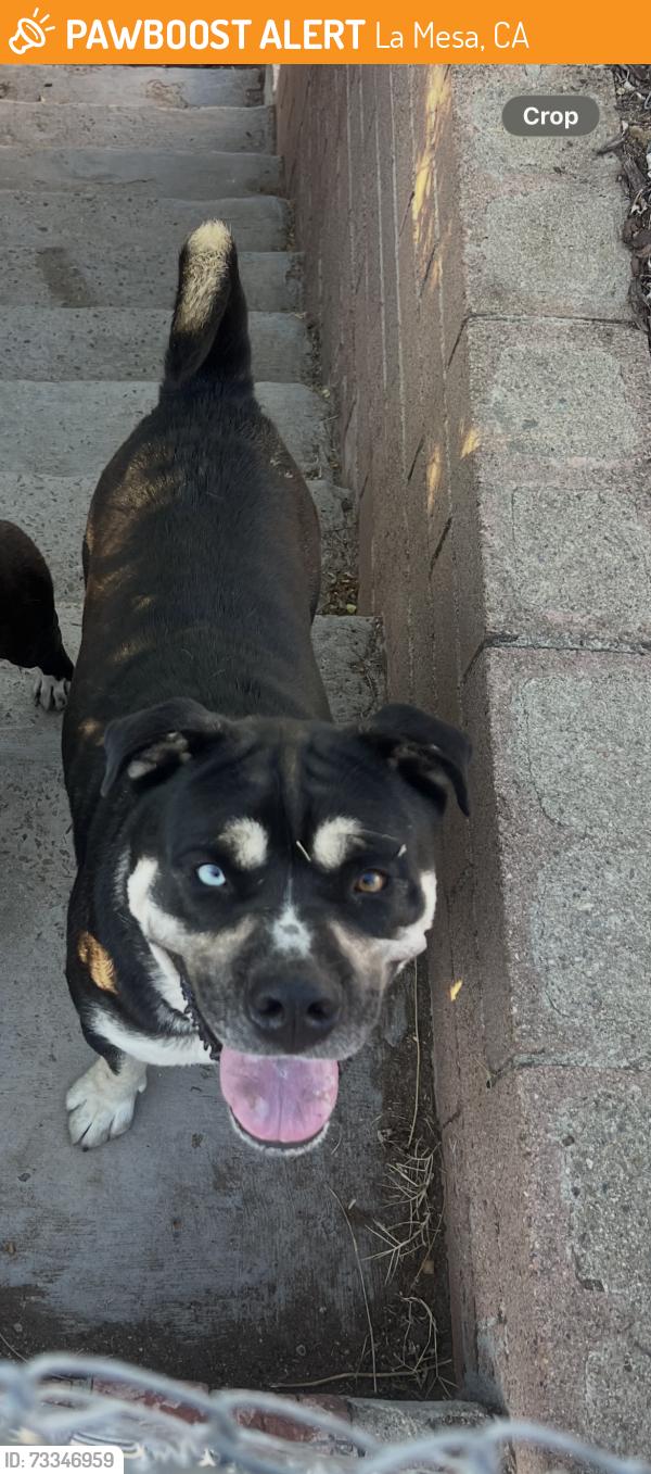Found/Stray Male Dog last seen Colony rd & Dana St, La Mesa, CA 91942