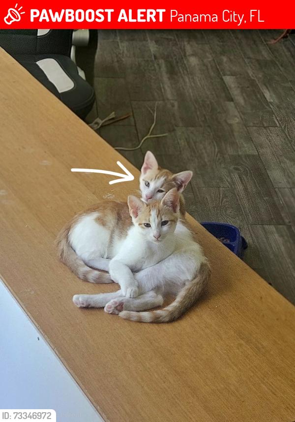 Lost Male Cat last seen 11th Ct & Balboa Ave, Panama City, FL 32401