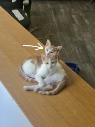 Lost Male Cat last seen 11th Ct & Balboa Ave, Panama City, FL 32401