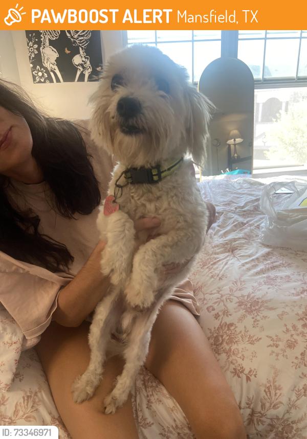 Found/Stray Male Dog last seen Near Main Street Tacos (North Street & W Oak St), Mansfield, TX 76063