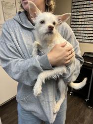 Reunited Male Dog last seen The Dog Retreat Center, Garden City, ID 83714
