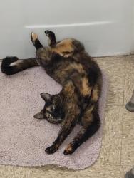 Lost Female Cat last seen W 15th, Minneapolis, MN 55403