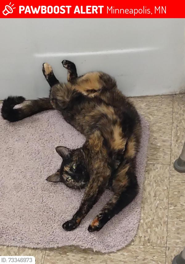 Lost Female Cat last seen W 15th, Minneapolis, MN 55403