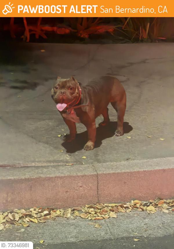 Found/Stray Female Dog last seen Parkside and Sonora, San Bernardino, CA 92404
