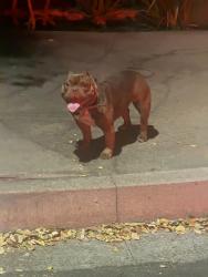 Found/Stray Female Dog last seen Parkside and Sonora, San Bernardino, CA 92404