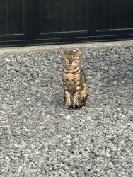 Found/Stray Male Cat last seen Compton and lascassas, Murfreesboro, TN 37130