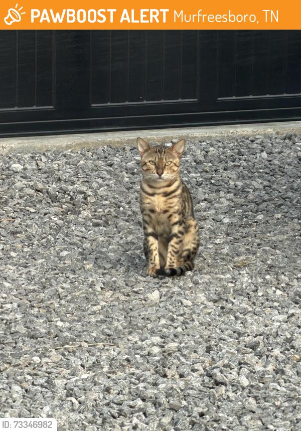 Found/Stray Male Cat last seen Compton and lascassas, Murfreesboro, TN 37130
