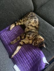 Lost Male Cat last seen Starlight Crescent, Mississauga, Mississauga, ON L4W 4R4