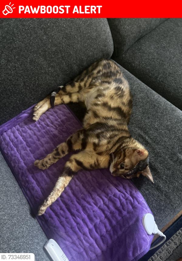 Lost Male Cat last seen Starlight Crescent, Mississauga, Mississauga, ON L4W 4R4