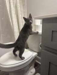 Reunited Male Cat last seen Hopewell Branch Ct., Black creek rd., Smithfield, NC 27577