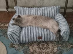Lost Male Cat last seen N. Waterford Dr & Winners Cir, 63033, Florissant, MO 63033