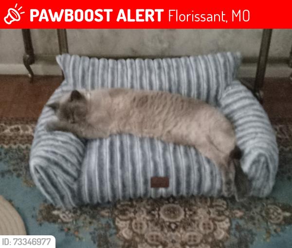 Lost Male Cat last seen N. Waterford Dr & Winners Cir, 63033, Florissant, MO 63033