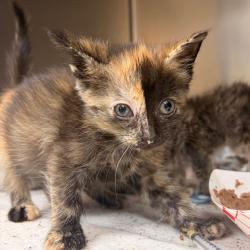 Shelter Stray Unknown Cat last seen , 1244 N Delsea Dr, Vineland, NJ 08360, USA