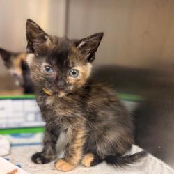 Shelter Stray Unknown Cat last seen , 1244 N Delsea Dr, Vineland, NJ 08360, USA