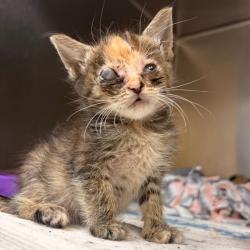 Shelter Stray Unknown Cat last seen , 1244 N Delsea Dr, Vineland, NJ 08360, USA