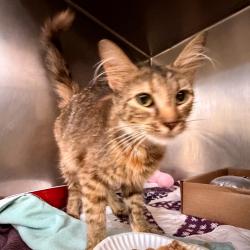 Shelter Stray Female Cat last seen , 1244 N Delsea Dr, Vineland, NJ 08360, USA