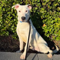 Shelter Stray Male Dog last seen , 3607 N Armenia Ave, Tampa, FL 33607, USA