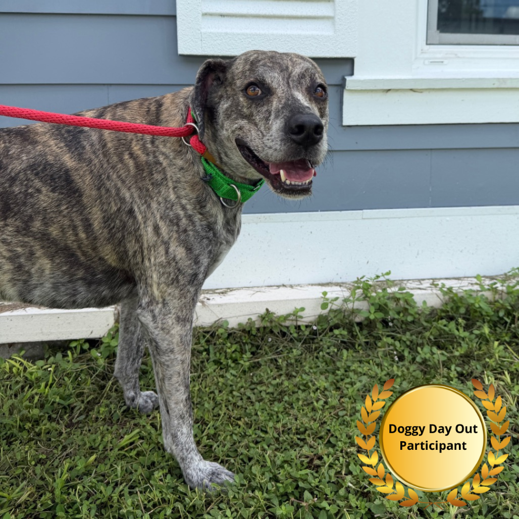 Shelter Stray Male Dog last seen , 3607 N Armenia Ave, Tampa, FL 33607, USA