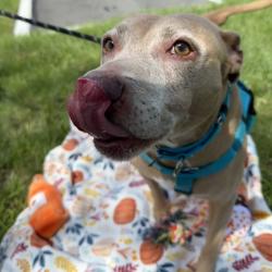 Shelter Stray Female Dog last seen , 3607 N Armenia Ave, Tampa, FL 33607, USA