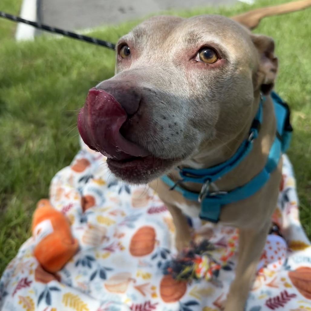 Shelter Stray Female Dog last seen , 3607 N Armenia Ave, Tampa, FL 33607, USA