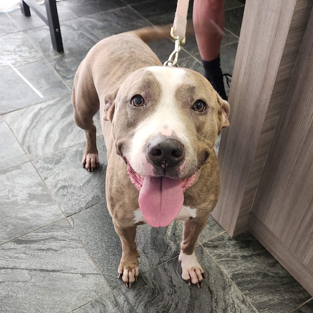 Shelter Stray Female Dog last seen , 3607 N Armenia Ave, Tampa, FL 33607, USA