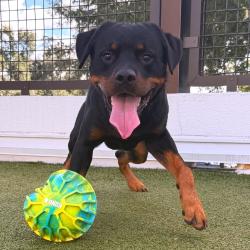 Shelter Stray Male Dog last seen , 3607 N Armenia Ave, Tampa, FL 33607, USA