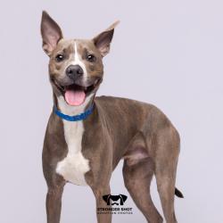 Shelter Stray Male Dog last seen , 3607 N Armenia Ave, Tampa, FL 33607, USA