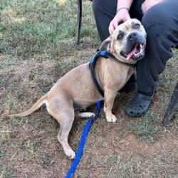 Shelter Stray Female Dog last seen , 328 Furman Hall Rd, Greenville, SC 29609, USA