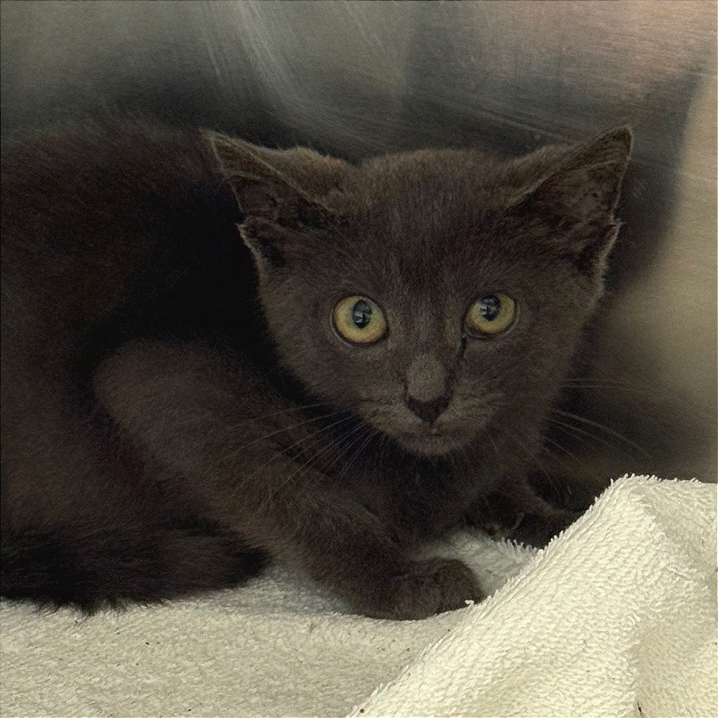 Shelter Stray Male Cat last seen , Animal Care & Control Team of Philly, 111 W Hunting Park Ave, Philadelphia, PA 19140, USA