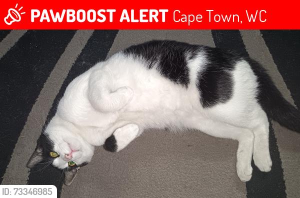 Lost Male Cat last seen Delphium street bridgetown, Cape Town, WC 7764