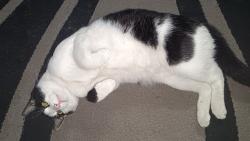 Lost Male Cat last seen Delphium street bridgetown, Cape Town, WC 7764