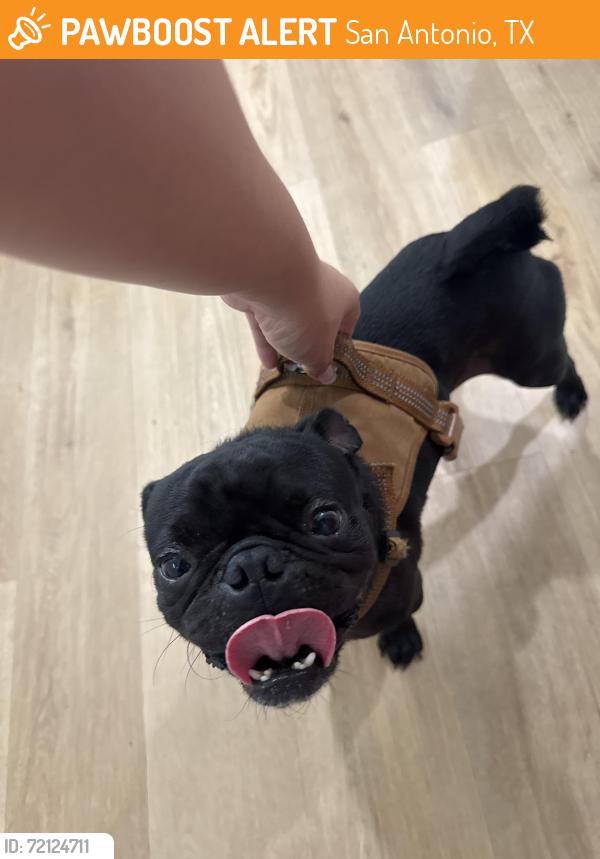 Found/Stray Male Dog last seen Barrett Store, San Antonio, TX 78209