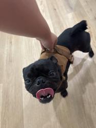 Found/Stray Male Dog last seen Barrett Store, San Antonio, TX 78209