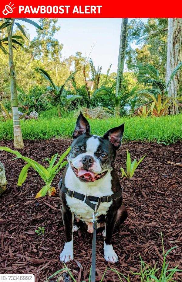 Lost Male Dog last seen Forest hill and kirk, West Palm Beach, FL 33411
